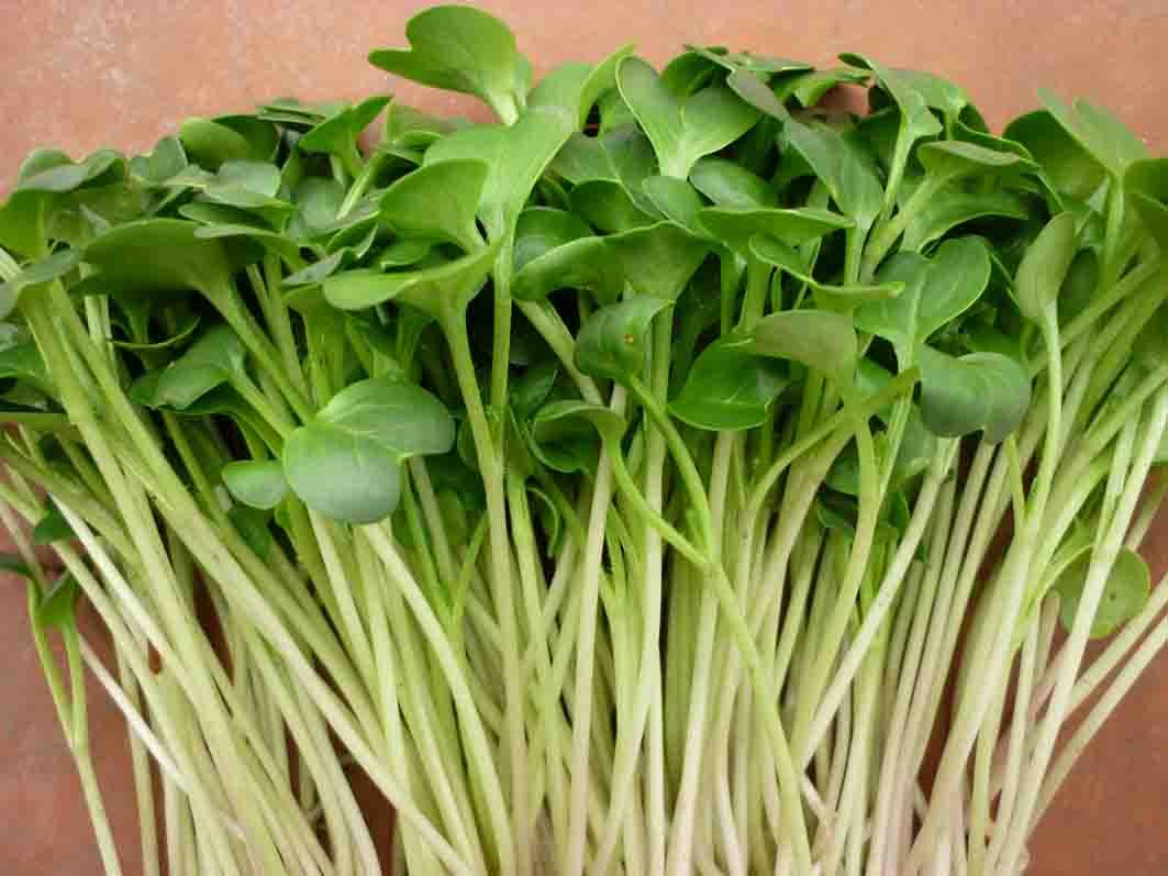 hạt giống rau cải mầm