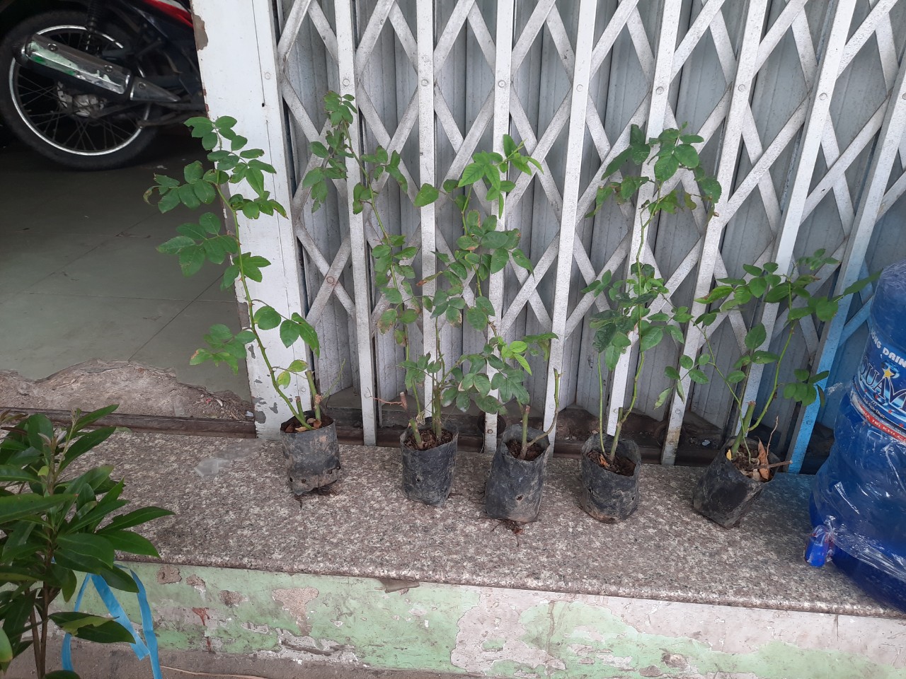 COMBO 5 CÂY HOA HỒNG TẦM XUÂN CON