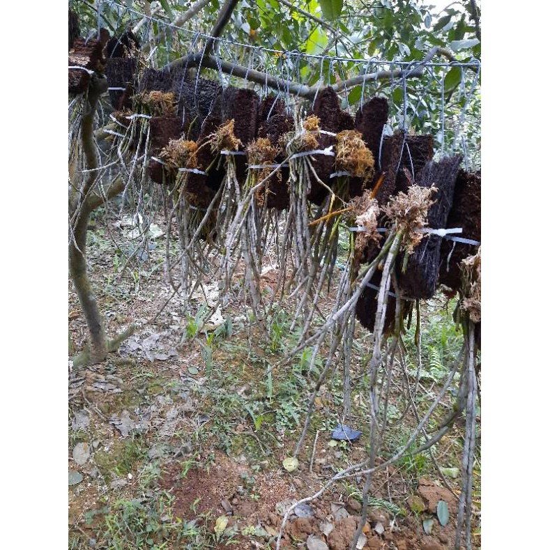 [FREESHIP - Xả Khô Máu] Hoa Phong Lan Hoàng Thảo Kèn