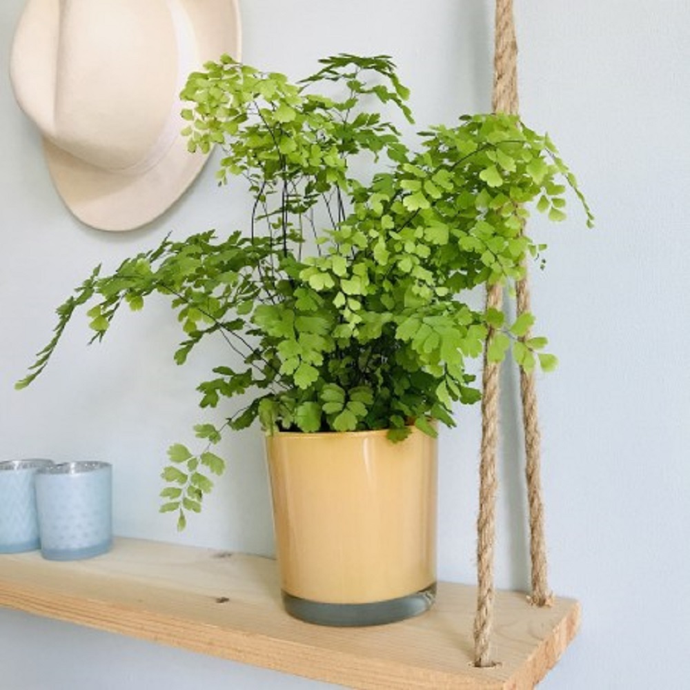 Cây Adiantum capillus-veneris (Dương Xỉ Tóc Thần Vệ Nữ) chậu men trắng
