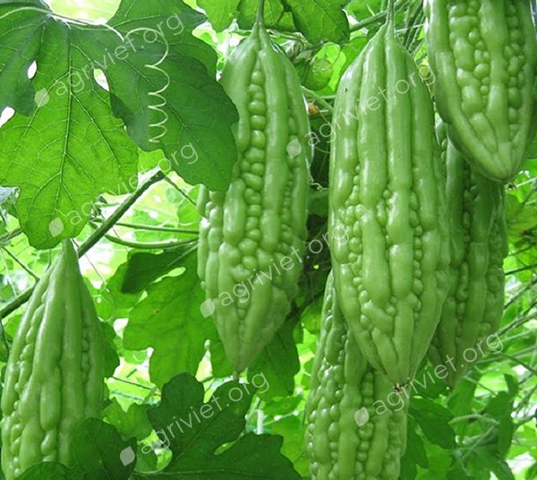 Hạt Giống Mướp Đắng Siêu Trái