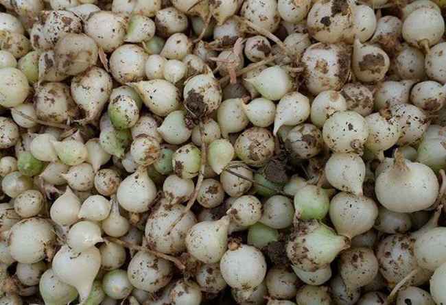 3kg Củ hành tăm Nghệ An (Củ nén)
