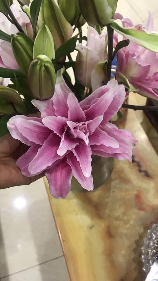 Củ ly kép hàng đẹp hoa thơm