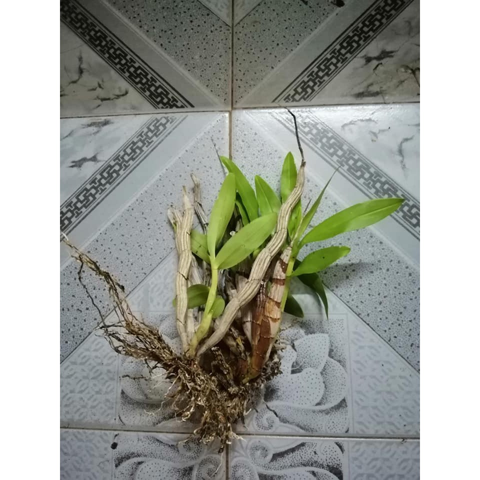 5 Khóm Hoa Lan Báo Hỷ Đẹp