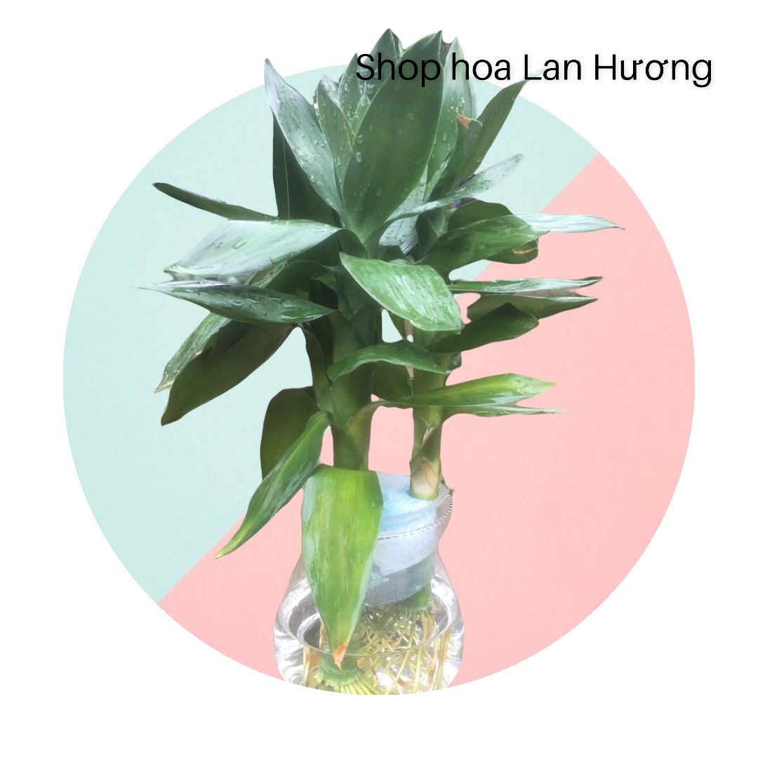 cây phát lộc thủy sinh (cây phát tài búp sen)