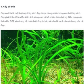 Cỏ thìa thủy sinh, không cần CO2 dễ trồng.