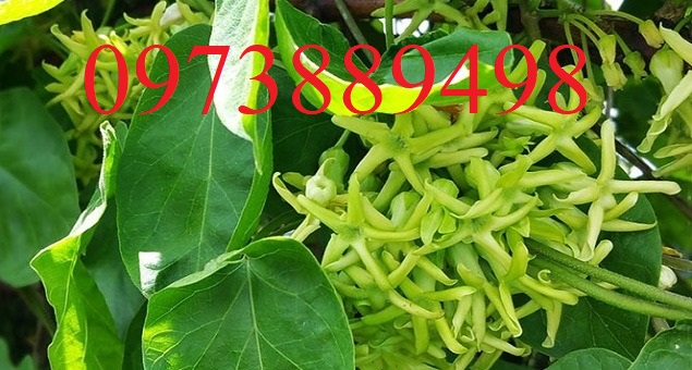 Cây Thiên lý