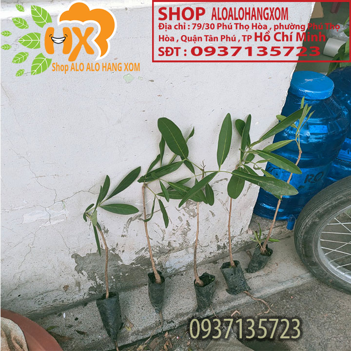 [HCM]cây hoa chuông vàng cây giống (combo 5 cây )