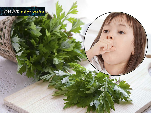 Cây giống ngải cứu - Cây thuốc nam (cây cao 20-35cm như hình)