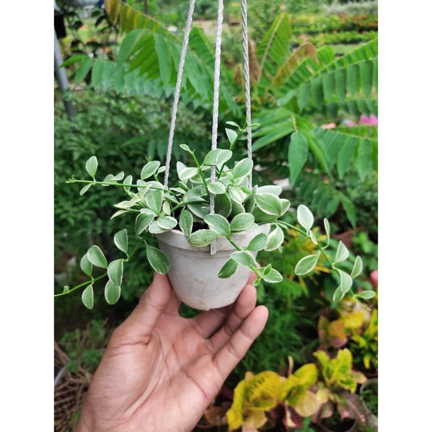 Chậu lan hạt dưa sọc