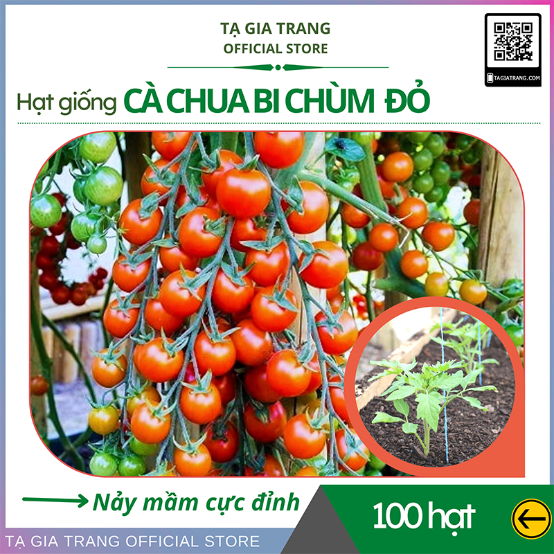 Hạt giống cà chua bi chùm đỏ, cà chua cherry đỏ siêu trái - Shop hạt giống Tạ Gia Trang
