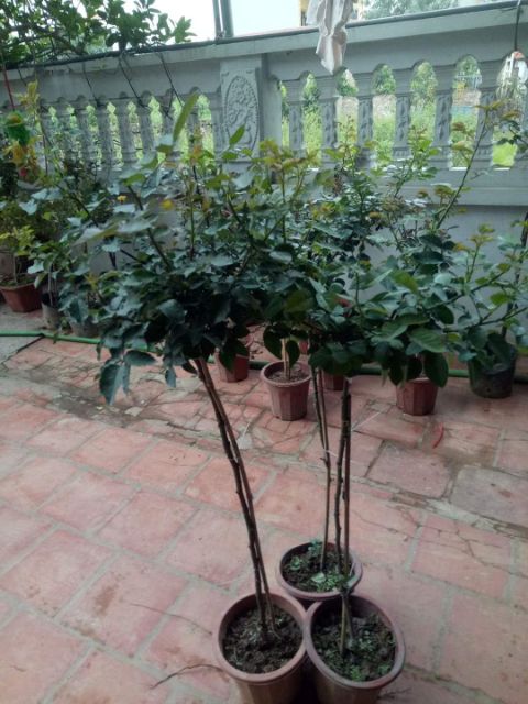 Cây hoa hồng thân gỗ (Tree Rose chọn màu)