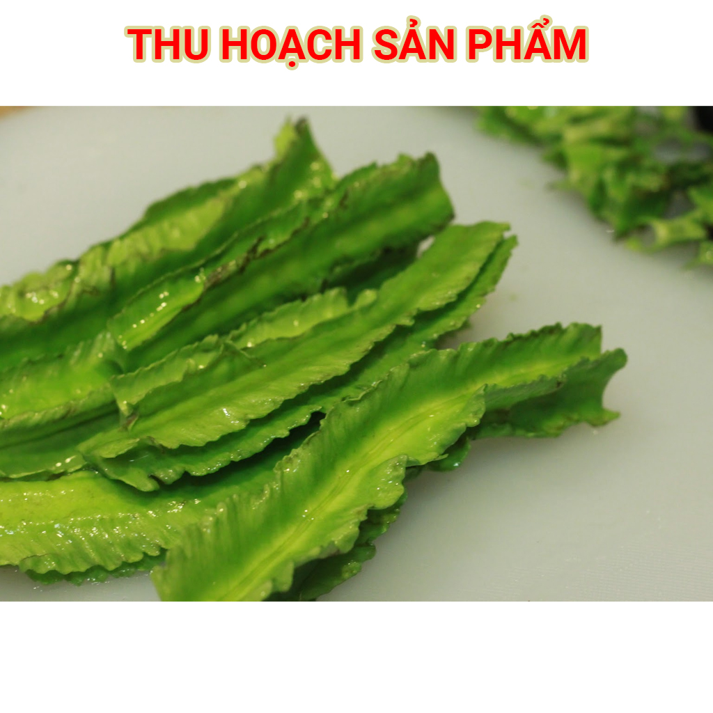 Hạt giống Đậu Rồng Tứ Quý – 20gram