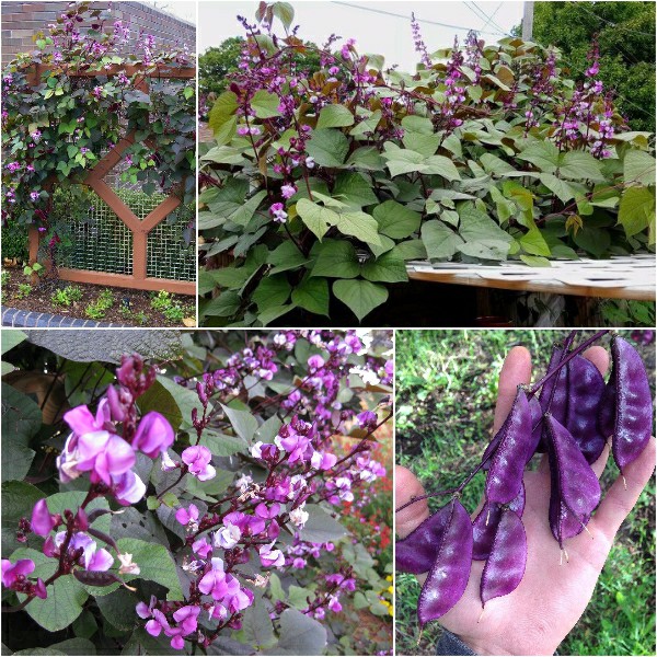 Hạt giống Đậu Ván Tím 10 Hạt