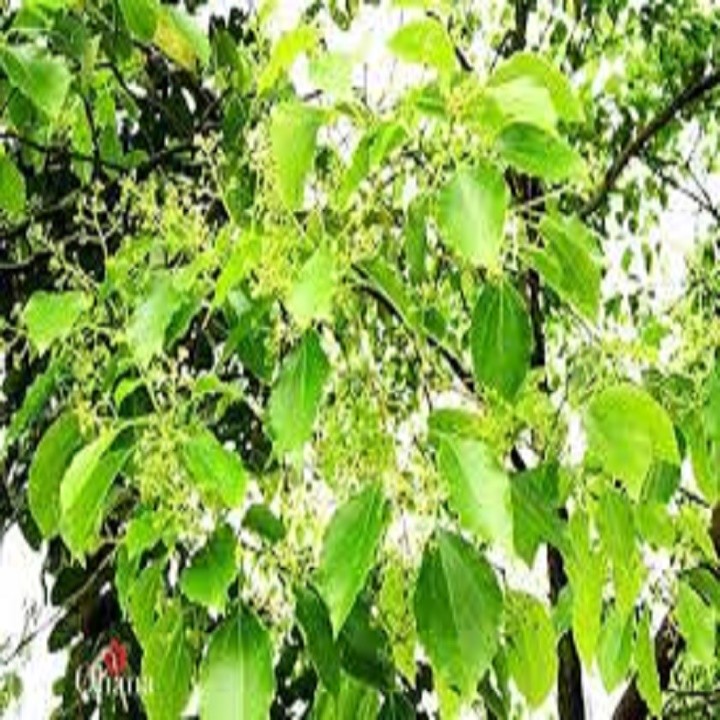 com bo 5 Cây giống long não