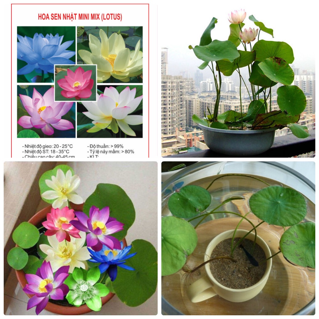 combo 5 hạt giống sen mini mix màu