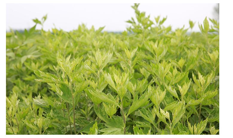 Miếng đắp mắt lạnh tinh chất ngải cứu