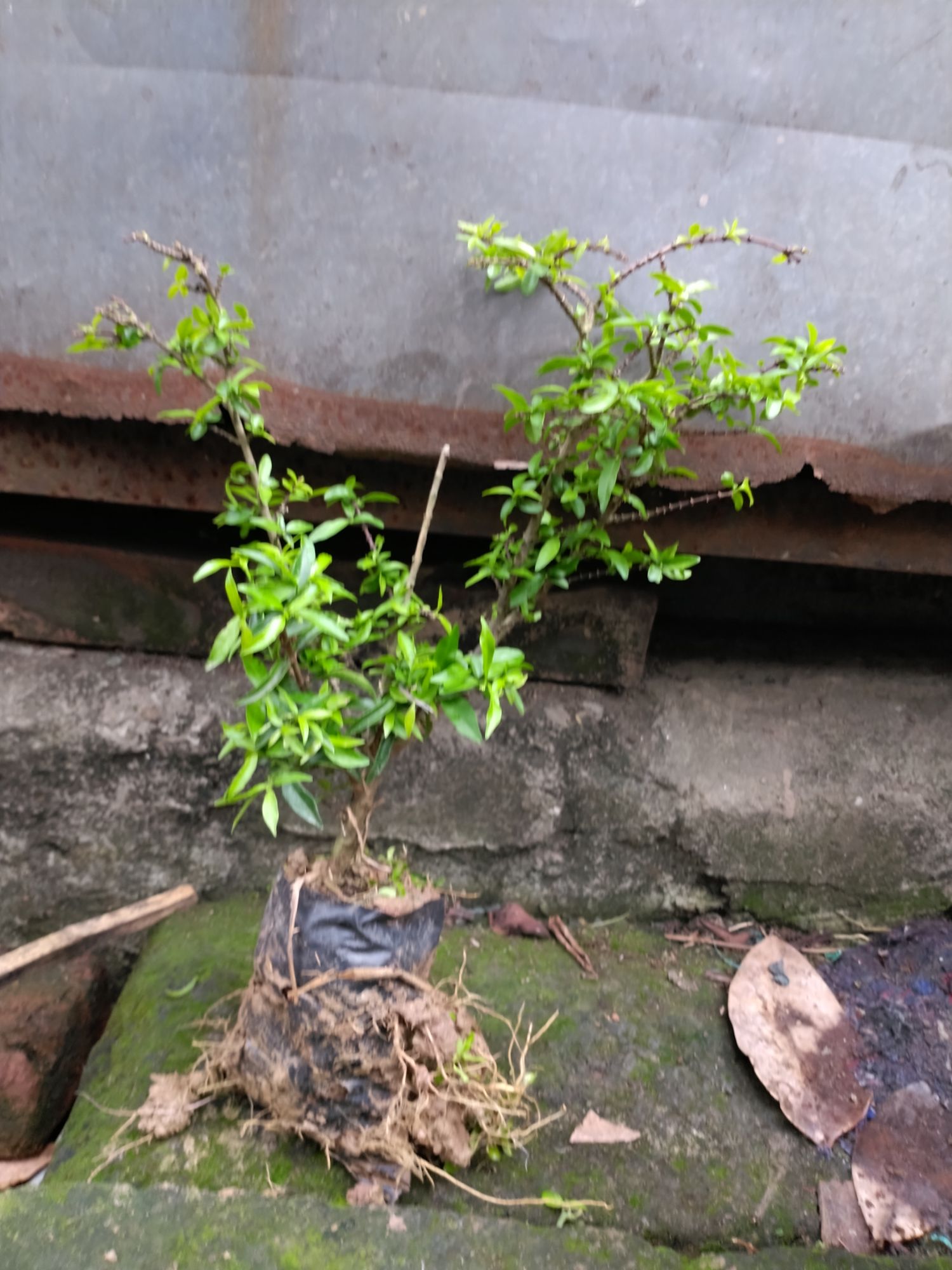 Cây Mai Chiếu Thủy Bon sai mini