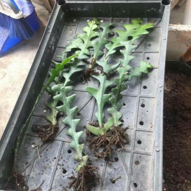 CÂY GIỐNG HOA NHẬT QUỲNH XƯƠNG CÁ