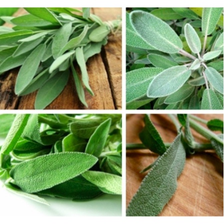 Gói 20 hạt giống Xô Thơm, Sage trắng - Sacred White Sage - Trang Flowers