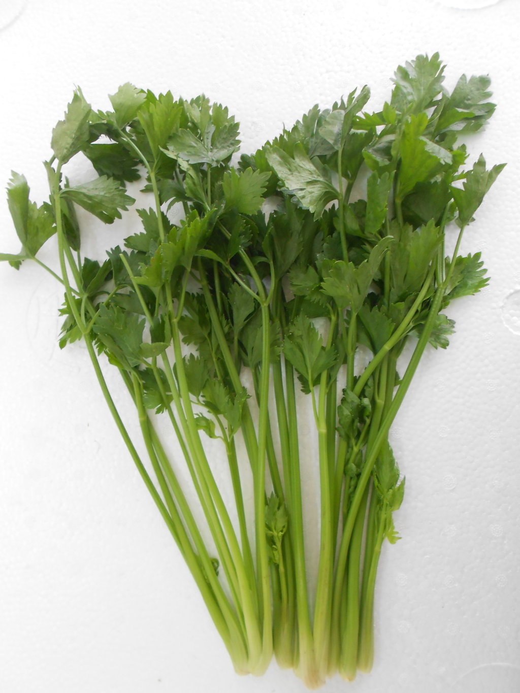 5GR_HẠT GIỐNG RAU CẦN TÂY (SIÊU DỄ TRỒNG)