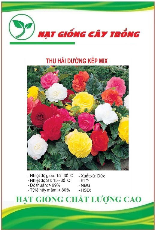 Hạt Giống Hoa Thu hải đường kép nhiều màu-5 Hạt