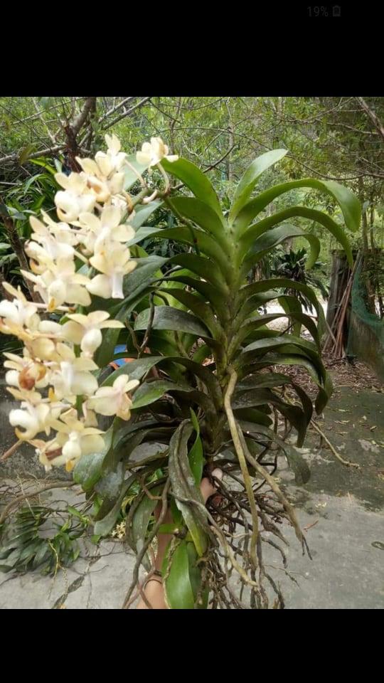100gr Thuốc lưu dẫn diệt côn trùng - STARKLE - G ( hàng Thái có hướng dẫn tiếng Việt)