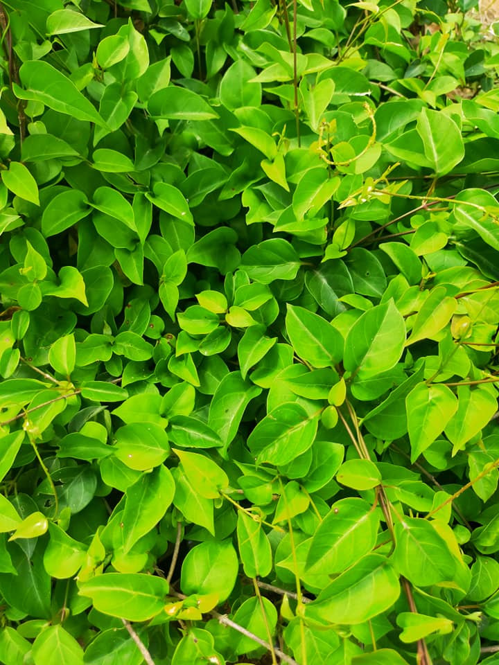 "Gói 10 "Hạt Giống Cây Lá Giang [Seeds]