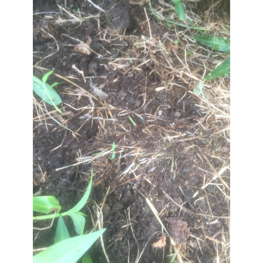Thuốc ra rễ HUMIC 100 ISRAEL