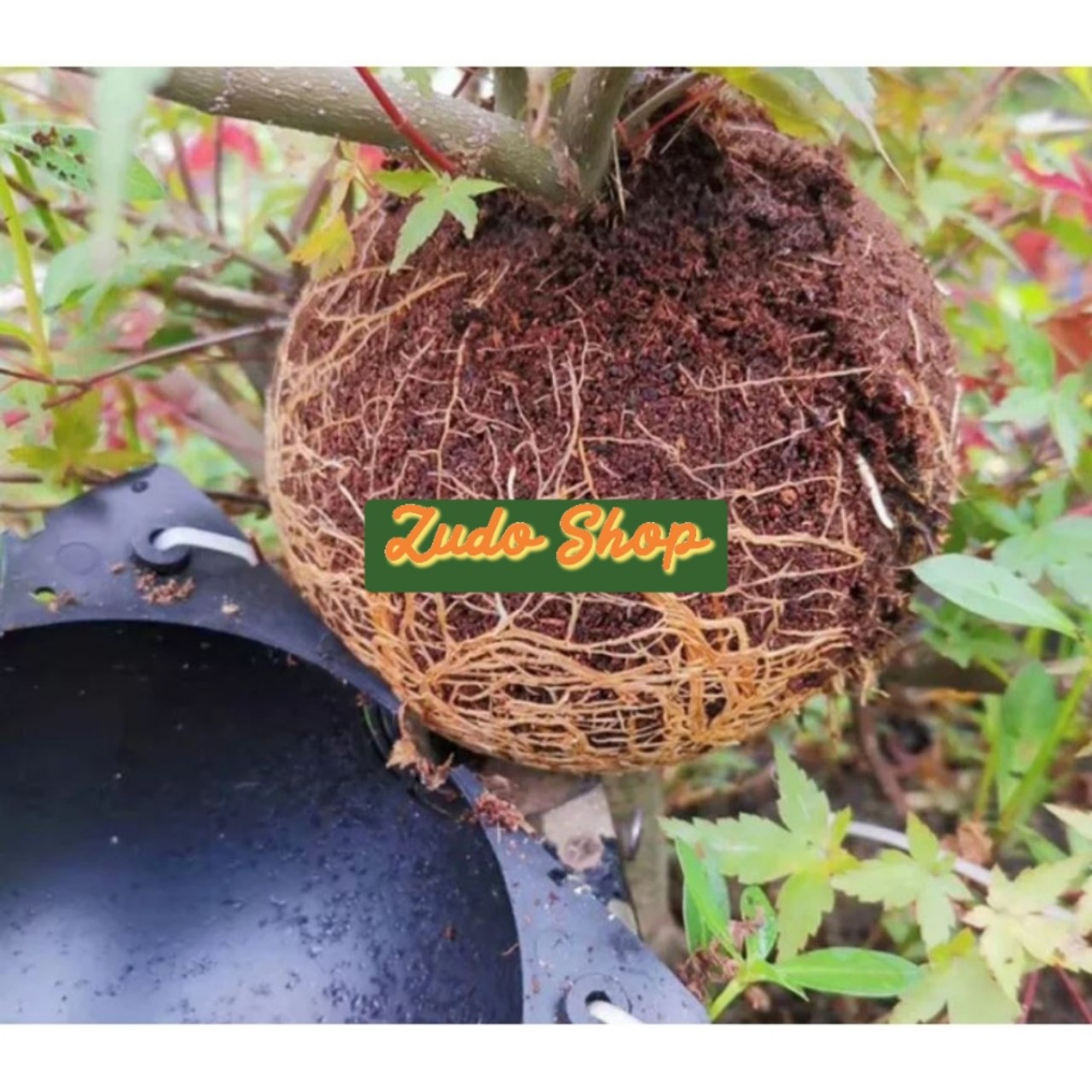 Bầu Chiết Cành AgroViet