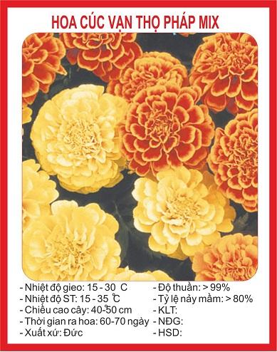 Hạt giống Hoa cúc vạn thọ pháp nhiều màu ( 1 gói 50 hạt )