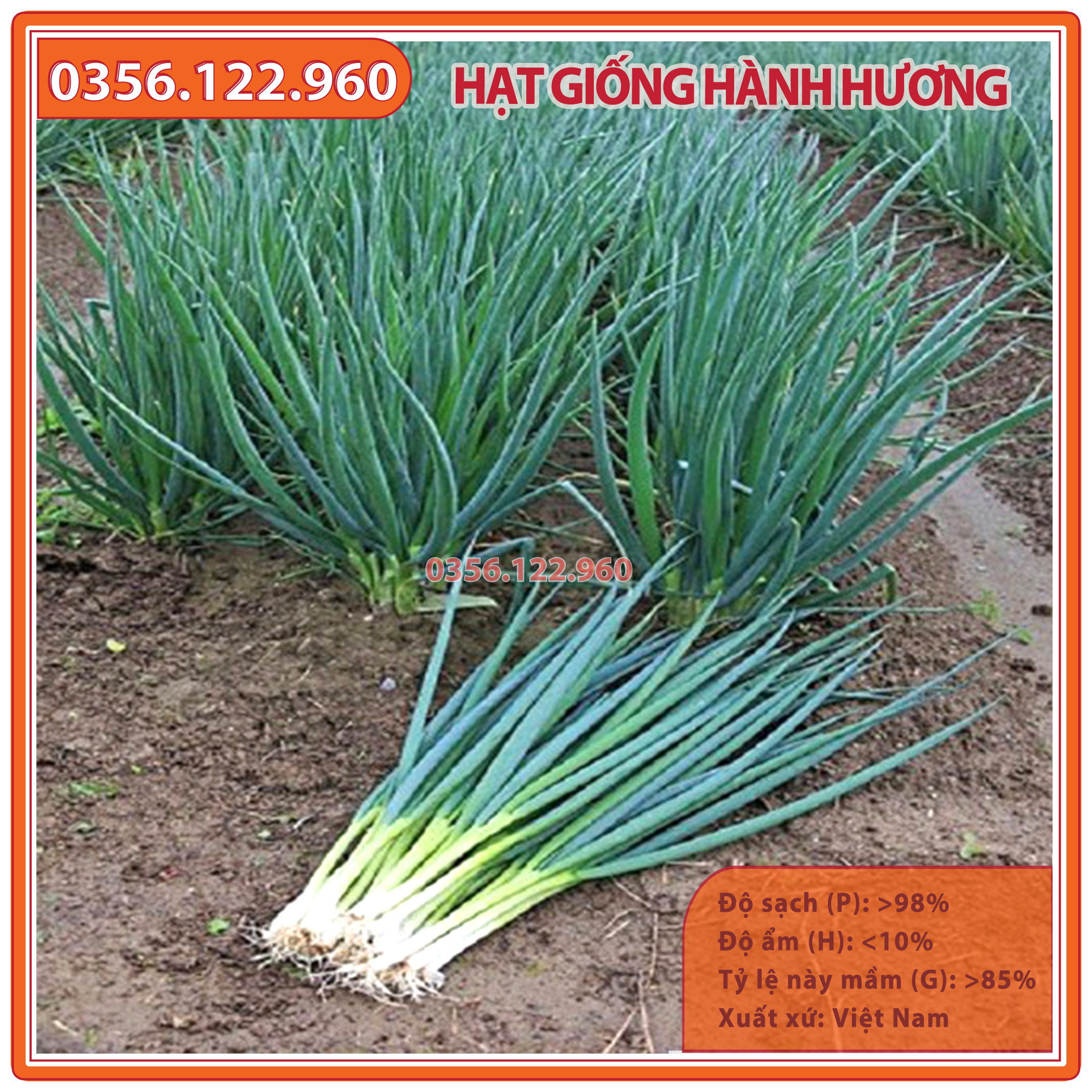 Hạt giống hành hương, hành lá, hành hoa - gói 5 gam