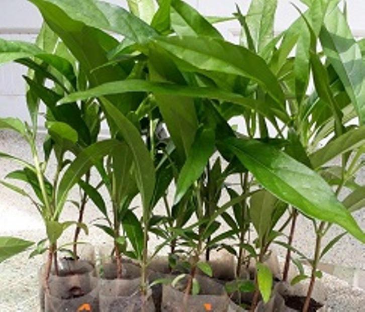 Cây nhàu giống - cao 30-40cm