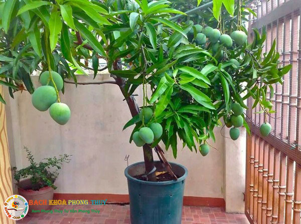 Cây giống Xoài tứ Quý trồng chậu. . .