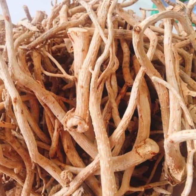 Sỉ toàn quốc 1kg rễ đinh lăng củ đinh lăng