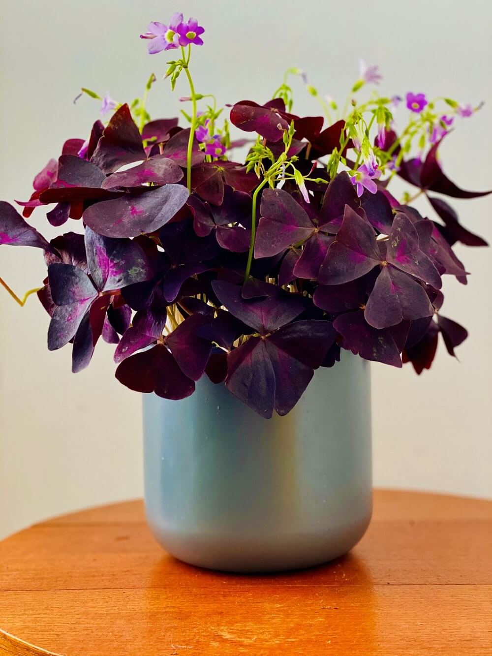 Cây Oxalis Triangularis (Bướm Đêm) 1 củ nhiều thân chậu nhựa