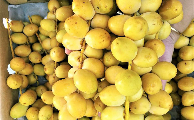 CÂY GIỐNG CHÀ LÀ LÙN TRUNG ĐÔNG