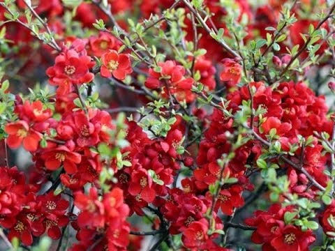 Mai Đỏ bonsai TỨ QUÝ