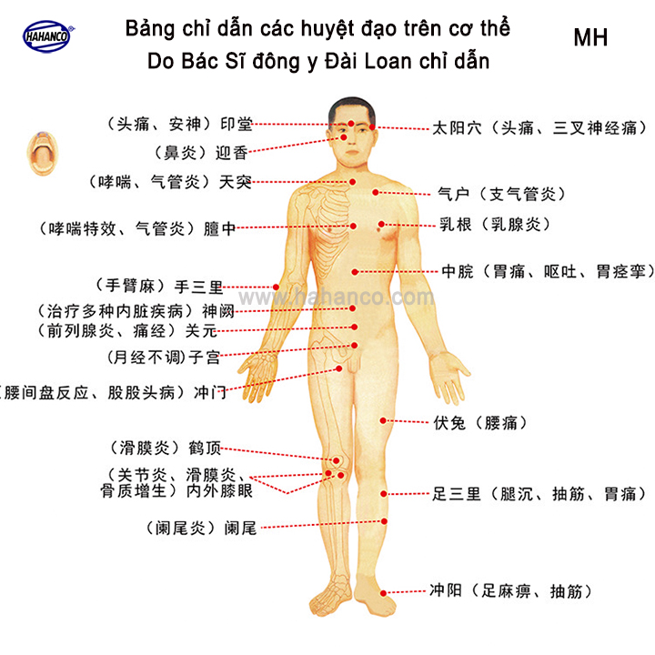 Dụng Cụ day ấn Huyệt Mát xa tròn Gỗ thơm (Bách Xanh) - Đầu, bụng, tay, chân, Kiểu thái - MH853 - HAHANCO
