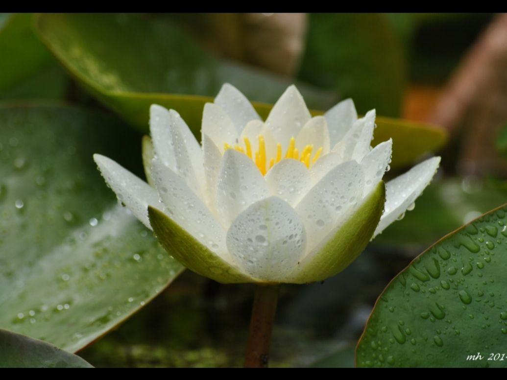 cây giống hoa súng thái lan mini