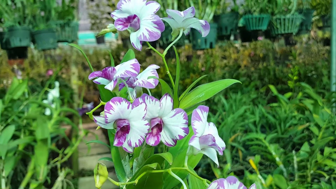 Chậu cây lan Dendro chớp Enobi - chớp sữa