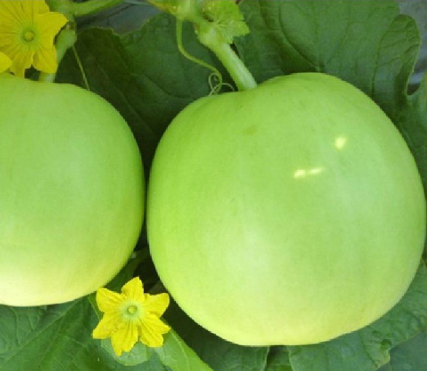 Super Sweet Melon Seeds - Pack of 20 Seeds