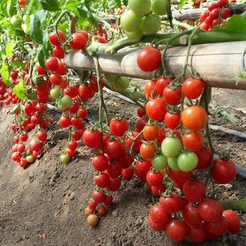 30 Hạt giống cà chua cherry đỏ siêu trái