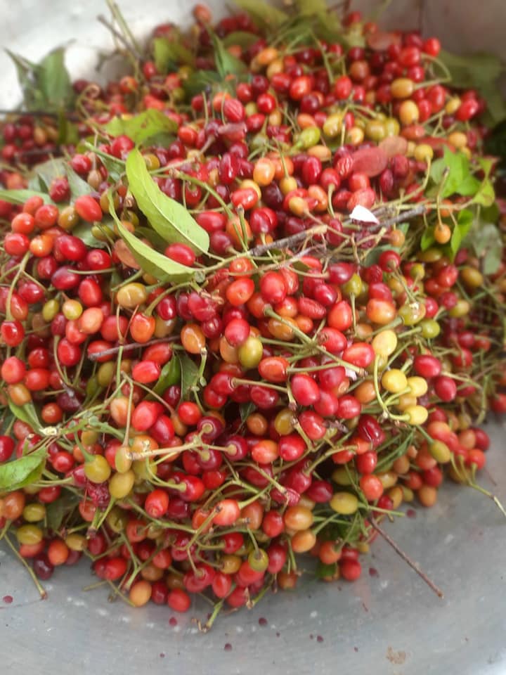 50gram hạt mai hoa đào