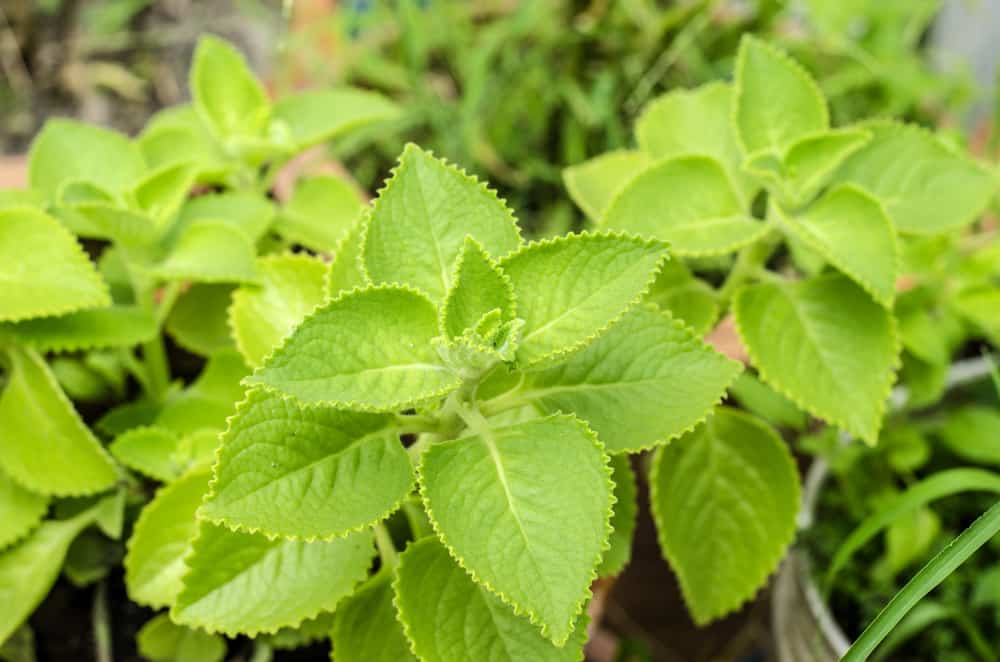 Cây giống rau tần dày lá (húng chanh)