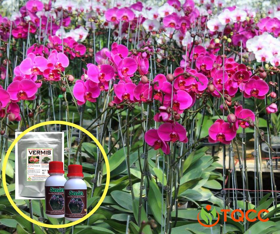 phân trùn quế dạng nén viên cho hoa lan tan chậm vermis