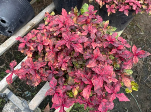 Cây ruby lá đỏ trồng công trình, cảnh quan sân vườn