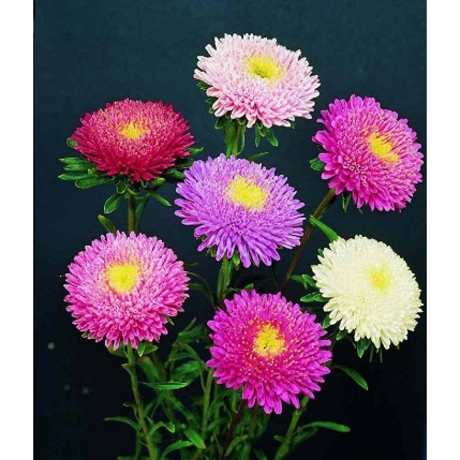 MA337 GÓI 20 Hạt Giống Hoa Cúc Nhật PomPom Mix
