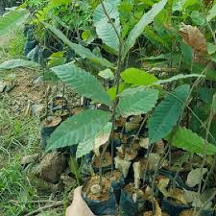 CÂY GIỐNG CÂY HẠT DẺ TRÙNG KHÁNH - hdtk