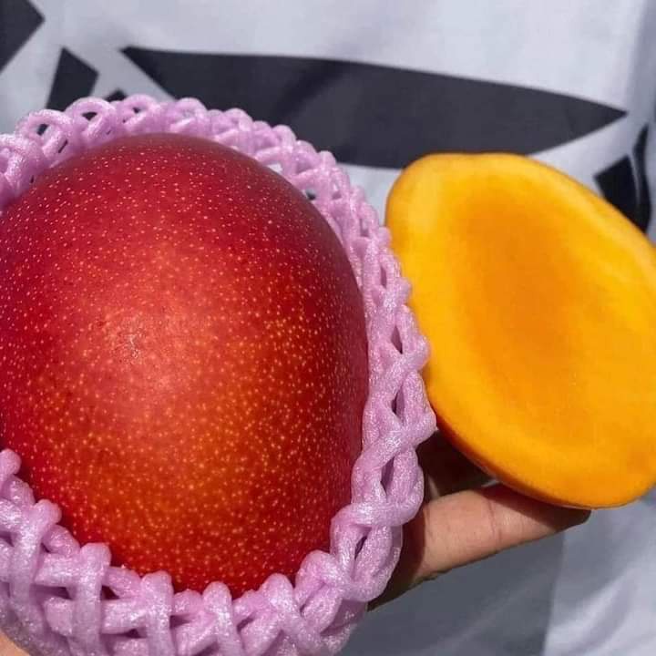 Cây giống xoài đỏ nhật bản